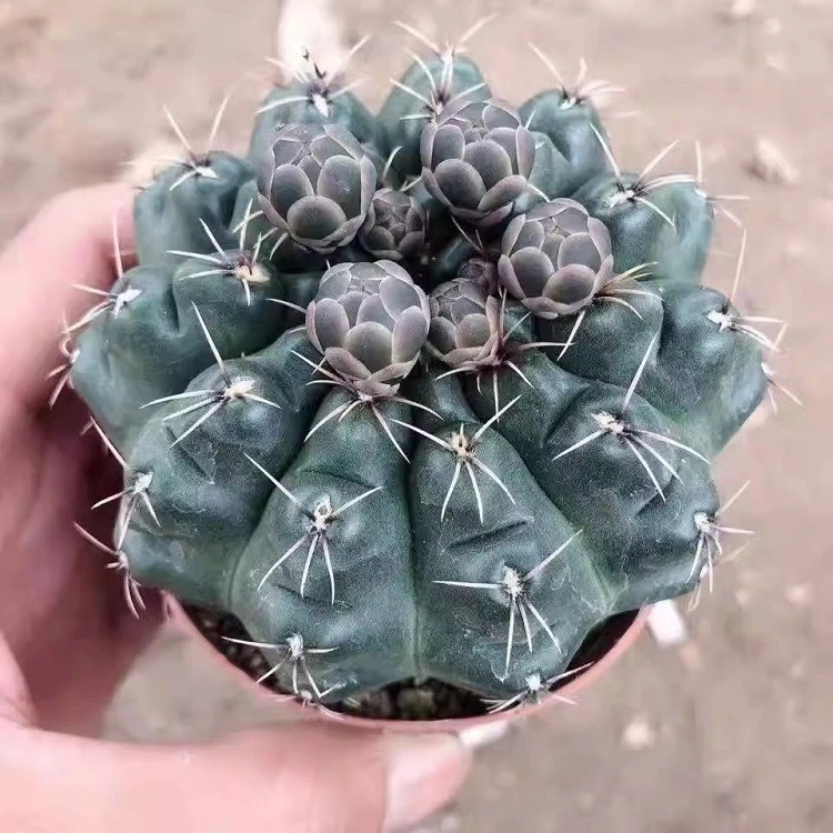 Gymnocalycium Baldianum best