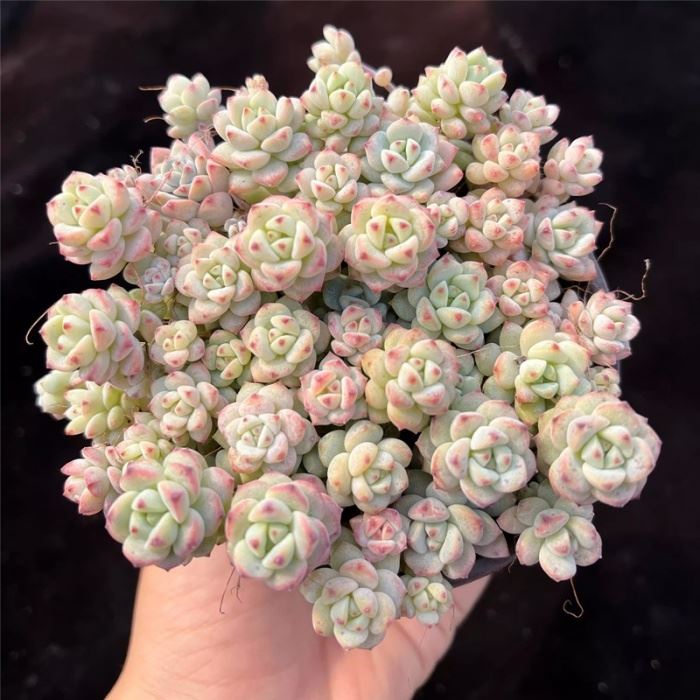 Echeveria Caramel Spirit Clustering