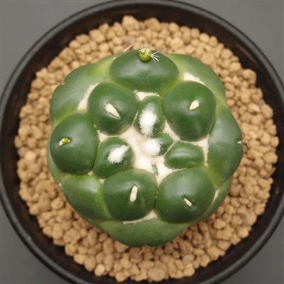 Coryphantha Elephantidens